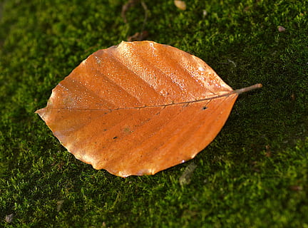 blad, bøk, gul, oransje, mose, grønn, bakgrunnen, substratet, skog, skogsavfall, natur, mos skog, tre, enkelt, anlegg, plante del, oransje farge, nærbilde, høst, ingen folk, dag, gress, utendørs, høy vinkel visning, grønn farge, miste, skjønnhet i naturen, vekst, sårbarhet, skjørhet, fokusere på forgrunnen, vann, endring, naturlig tilstand, 4K, CC0, offentlig domene, opphavsrett gratis