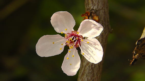fiorire, fioritura, rosa, macro, Aperto, estate, bellissimo, beautifull, le foglie, vicino, natura, fiori, pianta, fiore, pianta fiorita, fragilità, bellezza nella natura, freschezza, vulnerabilità, albero, avvicinamento, polline, petalo, testa di fiore, crescita, infiorescenza, primavera, stame, nessuno, botanica, all'aperto, morbidezza, fiore di ciliegio, ciliegio, 2K, CC0, dominio pubblico, privo di copyright
