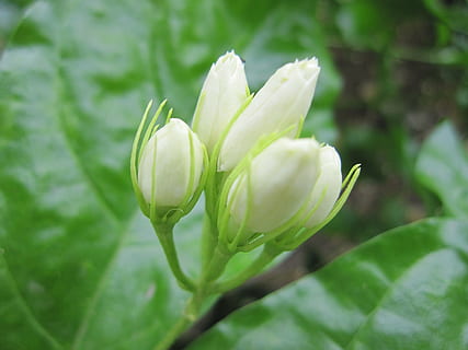hvide blomster, jasmin, blomster, plante, skønhed i naturen, blomst, blomstrende plante, vækst, friskhed, skrøbelighed, tæt på, sårbarhed, grøn farve, kronblad, hvid farve, natur, ingen mennesker, knop, fokus på forgrunden, dag, blomsterstand, blomsterhoved, blad, udendørs, forår, 4K, CC0, offentligt domæne, royaltyfrie