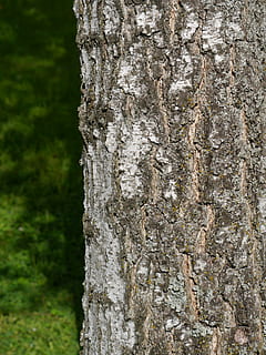 ceppo, albero, abbaiare, natura, struttura, tribù, tronco, tronco d'albero, strutturato, pianta, avvicinamento, concentrarsi sulle conoscenze acquisite, corteccia vegetale, crescita, nessuno, ruvido, giorno, modello, all'aperto, modello naturale, legno - materiale, durezza, intemperie, effetto strutturato, lichene, 4K, CC0, dominio pubblico, privo di copyright