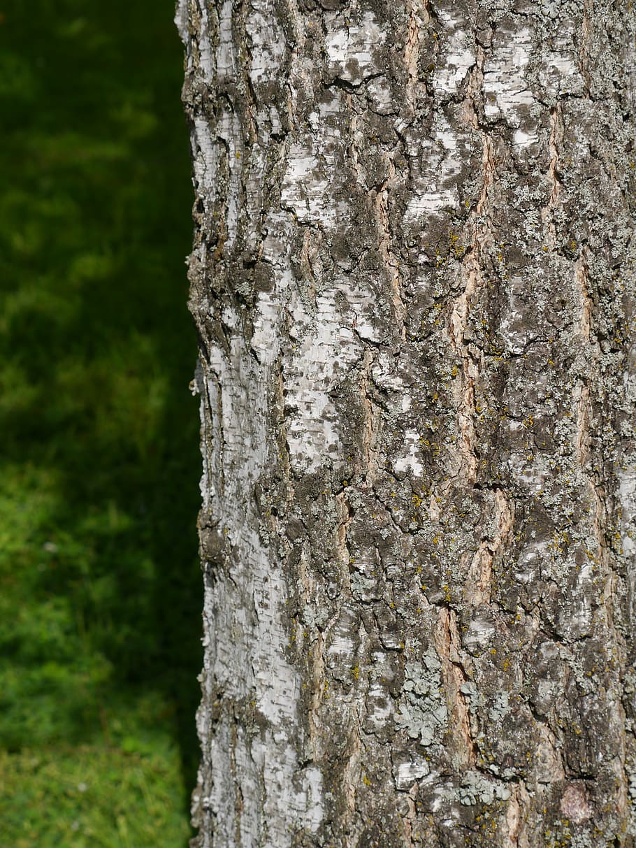 ceppo, albero, abbaiare, natura, struttura, tribù, tronco, tronco d'albero, strutturato, pianta, avvicinamento, concentrarsi sulle conoscenze acquisite, corteccia vegetale, crescita, nessuno, ruvido, giorno, modello, all'aperto, modello naturale, legno - materiale, durezza, intemperie, effetto strutturato, lichene, 4K