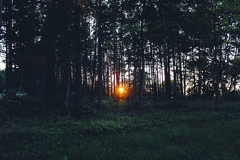 konifer, Fajar, senja, lingkungan Hidup, hutan, rumput, pemandangan, alam, di luar rumah, matahari, matahari terbit, matahari terbenam, pohon, menanam, tanah, pertumbuhan, ketenangan, keindahan di alam, tidak ada orang, adegan yang tenang, warna hijau, scenics - alam, bagasi, batang pohon, langit, adegan non-urban, sinar matahari, 5K