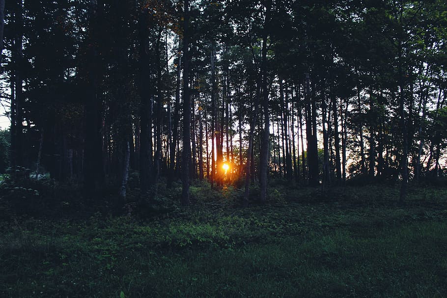 konifer, Fajar, senja, lingkungan Hidup, hutan, rumput, pemandangan, alam, di luar rumah, matahari, matahari terbit, matahari terbenam, pohon, menanam, tanah, pertumbuhan, ketenangan, keindahan di alam, tidak ada orang, adegan yang tenang, warna hijau, scenics - alam, bagasi, batang pohon, langit, adegan non-urban, sinar matahari, 5K
