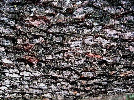 Borke, Baum, Rau, texturiert, gemustert, Brauntöne Rotbrauntöne, Hintergründe, Vollbild, keine Leute, Nahansicht, Pflanze, Muster, Baumstamm, Wachstum, Kofferraum, Natur, Tag, selektiver Fokus, draußen, Wand, Holz - Material, natürliches Muster, Pflanzenrinde, 1080P, CC0, gemeinfrei, lizenzfrei