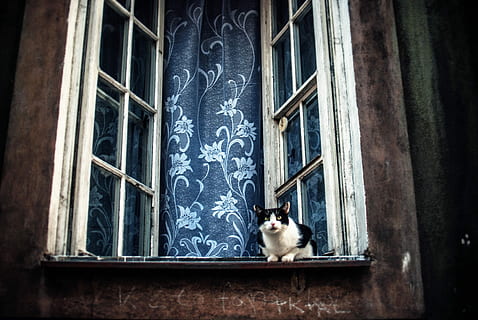 Weiß, schwarz, Katze, springen, geöffnet, Fenster, Smoking Katze, Haustier, Fenster drapieren, Rost, rostig, vinatge, alt, Fenstersims, warm, Tag, Sommer-, Vorhang, Tier, katzenartig, Straße, in das Fenster schauen, Kätzchen, Zuhause, städtisch, inländisch, Haustiere, Hauskatze, Säugetier, Tierthemen, ein Tier, gebaute Struktur, keine Leute, die Architektur, Wirbeltier, Gebäudehülle, Sitzung, Gebäude, Text, Whisker, 2K, CC0, gemeinfrei, lizenzfrei