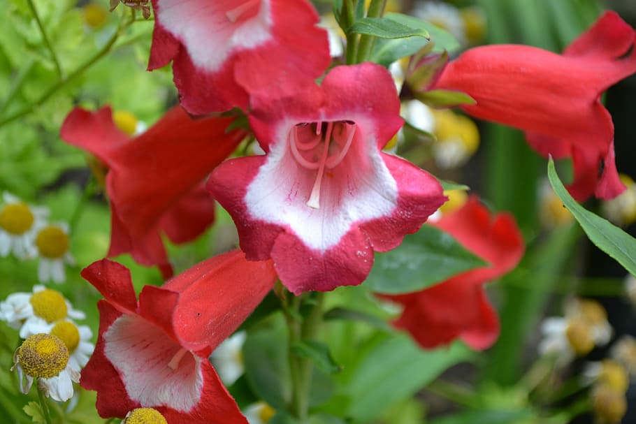 penstemon, flor blanca, primer pla, vermell, blanc, flor, naturalesa, jardí, pètal, creixement, planta, bellesa a la natura, planta amb flors, frescor, vulnerabilitat, fragilitat, inflorescència, cap de flor, cap gent, centrar-se en primer pla, dia, color rosa, botànica, rosa, 4K