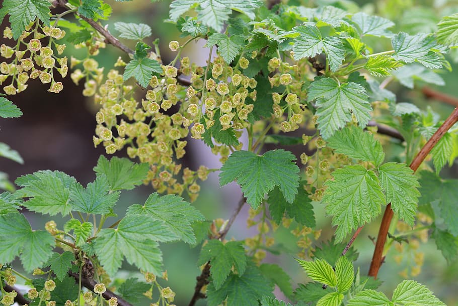 primavera, grosella, naturalesa, verd, florir, naturalesa viva, grosella negra, jardí, dacha, jardí de verdures, creixement, full, part de la planta, planta, color verd, bellesa a la natura, dia, frescor, menjar i beguda, cap gent, menjar, primer pla, a l'aire lliure, centrar-se en primer pla, alimentació saludable, vulnerabilitat, fruita, tranquil·litat, arbre, plantació, 5K