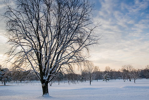 bladløst tre, dekket, snø, grener, skyer, kald, soloppgang, tidlig morgen, zing, frost, frossen, is, iskald, landskap, morgen, natur, naturfotografering, utendørs, parkere, scenisk, himmel, snowy, sollys, trær, vær, vinter, skogen, kaldtemperatur, tre, bare tre, anlegg, naturskjønnhet - natur, skjønnhet i naturen, ro, hvit farge, gren, miljø, ingen folk, sky - himmel, rolig scene, land, snowing, 5K, CC0, offentlig domene, opphavsrett gratis