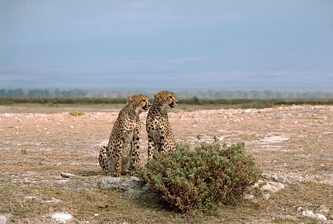 cheeta, katten, twee, paar-, groot, wild, zittend, dieren in het wild, natuur, Afrika, roofdier, katachtig, Afrikaanse, carnivoor, snel, jager, snelheid, vlekken, dier, dierlijke thema's, zoogdier, dierenleven, grote kat, landschap, kat, cheetah, één dier, milieu, geen mensen, gewerveld, safari, fabriek, dag, carnivora, buitenshuis, ongetemde kat, 1080P, CC0, publiek domein, royaltyvrij