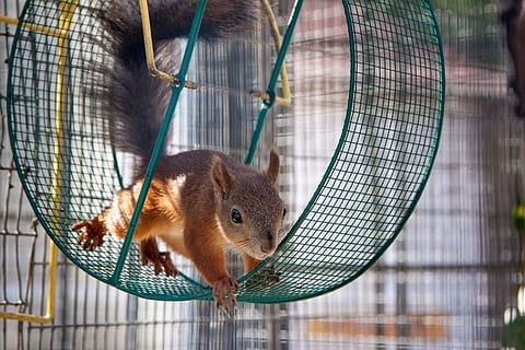 scoiattolo, ruota, curioso, testa Rossa, un animale, gabbia, roditore, intrappolati, animali domestici, criceto, temi animali, animali in cattività, mammifero, sospeso, fauna selvatica, nessuno, vertebrato, domestico, avvicinamento, recinto, confine, barriera, zoo, carina, 2K, CC0, dominio pubblico, privo di copyright