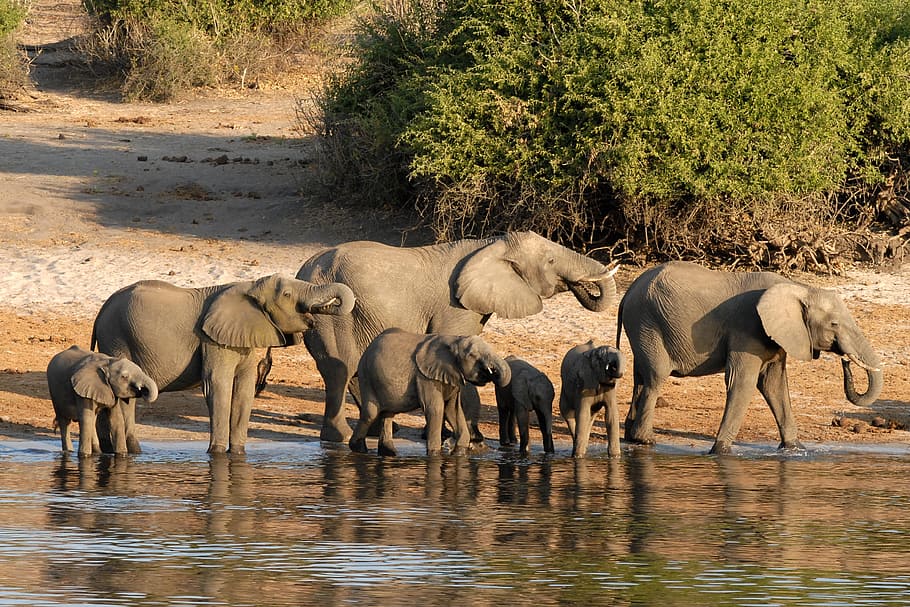 gris, els elefants, cos, aigua, verd, fulles, plantes, durant el dia, botswana, elefant, chobe, vora del riu, temes d'animals, animal, grup d’animals, animals a la natura, fauna animal, mamífer, beure, elefant africà, safari, cap gent, naturalesa, vertebrats, animal jove, llac, davant del mar, ramat, grup mitjà d'animals, família d’animals, a l'aire lliure, herbívors, 2K