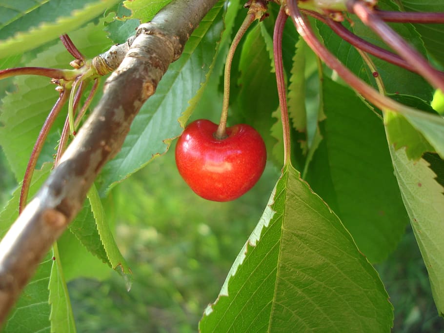 Kirschbaum, Obst, Kirsche, Baum, rot, Blatt, Essen und Trinken, Lebensmittel, grüne Farbe, gesundes Essen, Pflanzenteil, Pflanze, Nahansicht, Frische, Wachstum, Natur, Wohlbefinden, reif, Ast, Schönheit in der Natur, Apfel - Frucht, keine Leute, draußen, 2K