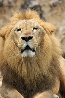 aslan, gurur, kedi, yele, erkek, yaban kedisi, büyük kedi, Aslanın yelesi, kuvvetli, hayvan temaları, hayvan yaban hayatı, hayvan, memeli, aslan - kedi, vahşi hayvanlar, bir hayvan, erkek hayvan, insansız, kapatmak, hayvan vücut kısmı, hayvan başı, omurgalı, gün, safari, aşılmamış kedi, kedi bıyığı, 5K, CC0, kamu malı, telif ücretsiz