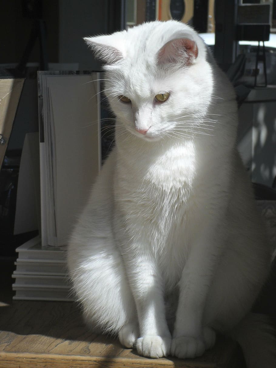 kat, skygger, kæledyr, nuttet, dyr, indenlandske, indenlandske kat, feline, husdyr, dyre temaer, et dyr, pattedyr, hvirveldyr, hvid farve, ingen mennesker, sidder, leder, hjem interiør, lempelse, tæt på, bakkenbart, indendørs, 4K