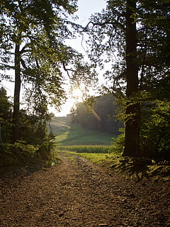 glade, les, stromy, pryč, mystický, podzim, nálada, turistika, strom, rostlina, klid, klidné scény, krása v přírodě, přistát, slunečního světla, růst, krajina, scenics - příroda, Příroda, životní prostředí, nikdo, den, nebe, silnice, pole, špína, mimoměstské scény, cesta vpřed, venku, slunce, stezka, 2K, CC0, veřejná doména, bez autorských práv