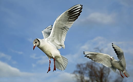 lav, vinkelfotografering, franklin, måger, flyvende, blå, himmel, dagtimerne, flyve, skyer, over skyerne, vinge, glide, fugle, fjerdragt, fjer, vandfugle, dyr, natur, kyst, tæt, fugl, måge, dyrefløj, dyreliv, frihed, udendørs, spredte vinger, dyre temaer, dyr i naturen, hvirveldyr, gruppe af dyr, bevægelse, to dyr, Midt i luften, fuld længde, lav vinkel visning, ingen mennesker, hvid farve, dag, 4K, CC0, offentligt domæne, royaltyfrie
