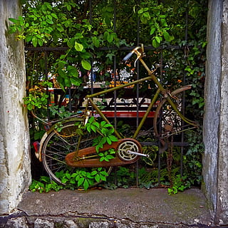 grøn, pendler cykel, sort, metal hegn, gammel, cykel, rust, ramme, sø dusi, Kazimierz, krakow, moderne, kunsten af, deco, kunstnerisk, skjult, autentisk, atmosfære, transportmidler, plante, dag, natur, transportform, ingen mennesker, hjul, træ, arkitektur, blad, plante del, land køretøj, forladt, udendørs, stationær, vogn, træ - materiale, bygget struktur, vækst, grøn farve, vognhjul, 1080P, CC0, offentligt domæne, royaltyfrie