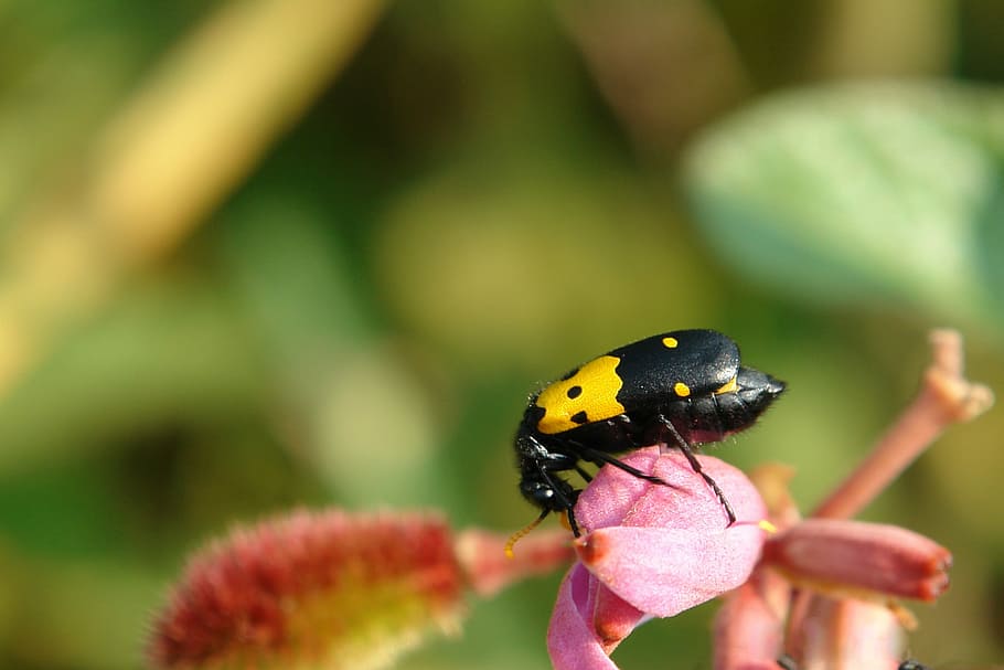 error, insecte, flor, menjar, naturalesa, Vespa, guepe, negre i groc, un animal, temes d'animals, animals a la natura, fragilitat, invertebrat, fauna animal, animal, planta, planta amb flors, bellesa a la natura, primer pla, vulnerabilitat, cap de flor, pètal, frescor, centrar-se en primer pla, ala dels animals, papallona - insecte, a l'aire lliure, mà, polinització, primavera, pol·len, 2K
