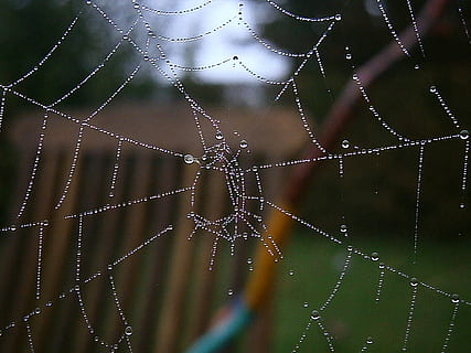 pajęczyna, sieć, jesień, kapać, kropla wody, Natura, piękny, pająk, kropla deszczu, kropelki, woda, zroszony, sieczka, deszcz, mokro, blask, siedzenie, upuszczać, pajęcza sieć, zbliżenie, kruchość, skupić się na pierwszym planie, żadnych ludzi, wrażliwość, złożoność, naturalny wzór, dzień, piękno natury, na dworze, uwięziony, rosa, sezon deszczowy, czystość, 1080P, CC0, domena publiczna, darmowe zdjęcia