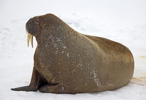 tricheco, la neve, Inverno freddo, all'aperto, freddo, inverno, artico, animale, natura, zanne della fauna selvatica, un animale, fauna selvatica, nessuno, lunghezza intera, temi animali, mammifero, temperatura fredda, animali allo stato selvatico, terra, giorno, vertebrato, rilassamento, sdraiarsi, mare, foca, 5K, CC0, dominio pubblico, privo di copyright
