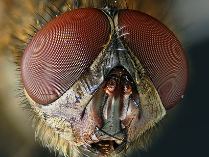 macro, volar, insecte, naturalesa, animal, temes d'animals, ala dels animals, primer pla, part del cos dels animals, un animal, ull d’animals, invertebrat, primer pla extrem, ull, cap d’animals, antena animal, fauna animal, ampliació, artròpode, centrar-se en primer pla, zoologia, part del cos, cap gent, petit, boca d’animals, 4K, CC0, domini públic, lliure de regalies