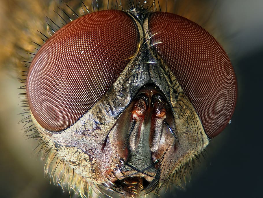 macro, volar, insecte, naturalesa, animal, temes d'animals, ala dels animals, primer pla, part del cos dels animals, un animal, ull d’animals, invertebrat, primer pla extrem, ull, cap d’animals, antena animal, fauna animal, ampliació, artròpode, centrar-se en primer pla, zoologia, part del cos, cap gent, petit, boca d’animals, 4K