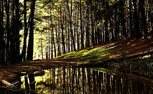 orman gölet, ormandaki gölet, ağaç, orman, yansıma, Su, gölet, göl, manzara, doğa, dış mekan, çimen, ahşap, bataklık, Mirror Lake, ayna, mysteriou, bitki, arazi, huzur, ağaç gövdesi, gövde, sakin sahne, doğada güzellik, büyüme, ormanlık, insansız, manzaralar - doğa, gün, kentsel olmayan sahne, açık havada, bambu - bitki, 5K, CC0, kamu malı, telif ücretsiz