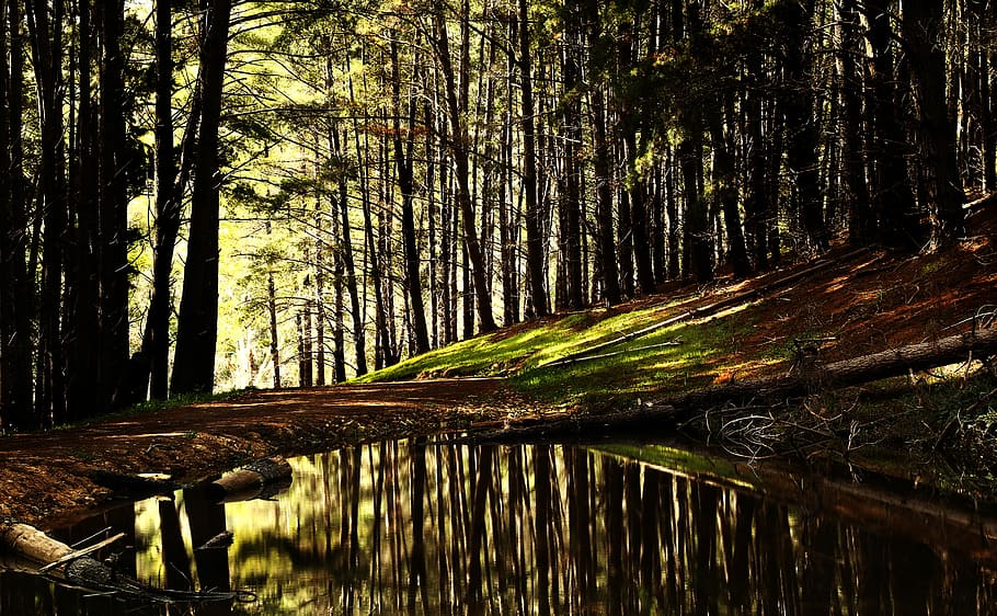 estany forestal, estany al bosc, arbre, bosc, reflexió, aigua, estany, llac, escènic, naturalesa, a l'aire lliure, herba, fusta, pantà, llac mirall, mirall, mysteriou, planta, terra, tranquil·litat, tronc de l'arbre, tronc, escena tranquil·la, bellesa a la natura, creixement, cap gent, escenics - natura, dia, escena no urbana, bambú - planta, 5K