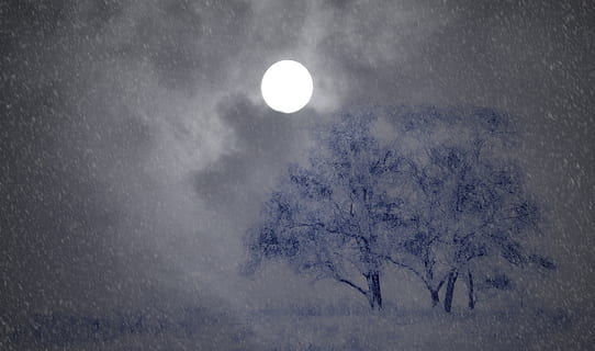 night, wintry, trees, snow, moon, snowfall, snow flurry, schneestrum, beauty in nature, sky, full moon, scenics - nature, nature, tranquility, tranquil scene, plant, astronomy, no people, space, tree, planetary moon, outdoors, moonlight, land, cloud - sky, eclipse, 2K, CC0, public domain, royalty free