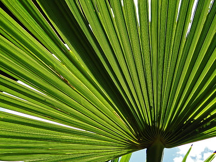 Palma, folha, verde, árvore, folhagem, sul, verão, natureza, quente, coco, tropical, de praia, botânica, plantar, plantas, recuado, folhas verdes, papel de parede, folha de palmeira, trópicos, Palmeira, cor verde, clima tropical, parte da planta, crescimento, fronde, origens, ninguém, beleza na natureza, fechar-se, padronizar, padrão natural, quadro completo, frescura, dia, ao ar livre, sai, floresta tropical, 2K, CC0, domínio público, royalty free
