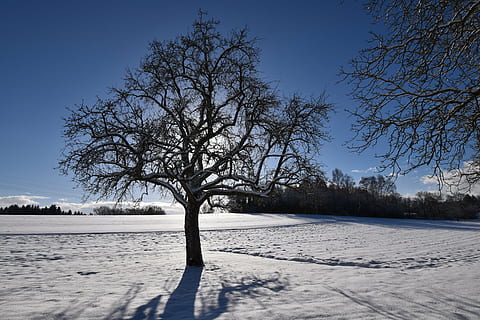 winterlich, Wintersonne, Baum, Winter, Beleuchtung, schneebedeckt, Gegenlicht, Schneelandschaft, kalte Temperatur, Schnee, Pflanze, Himmel, kahler Baum, Natur, Schönheit in der Natur, Szenen - Natur, keine Leute, Umgebung, Ruhe, gefroren, Landschaft, ruhige Szene, Blau, Ast, Tag, draußen, 5K, CC0, gemeinfrei, lizenzfrei
