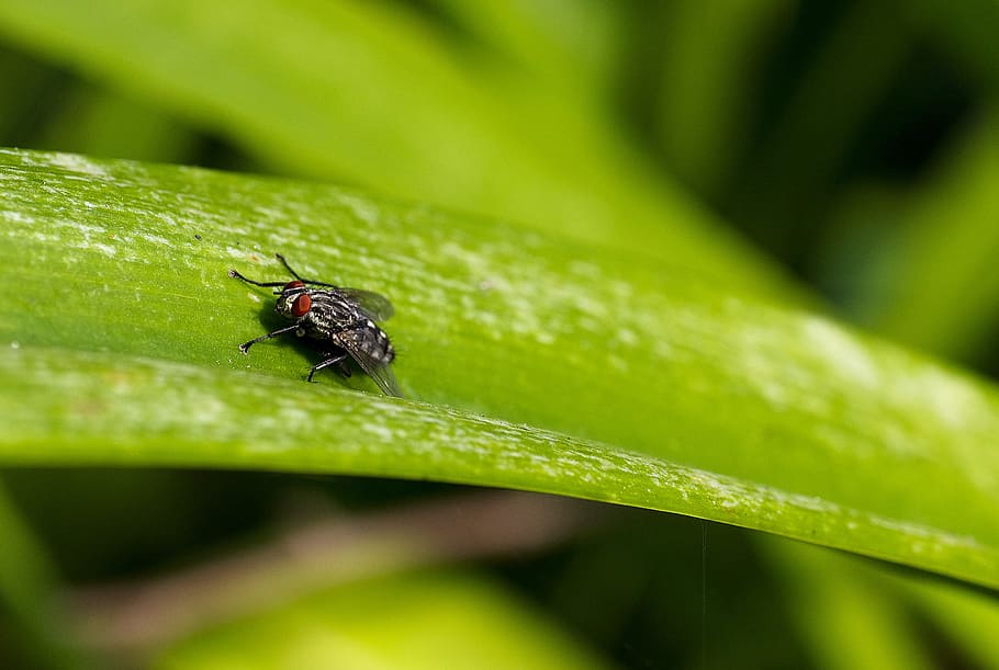 tæt, fokus foto, grå, sort, flyve, grøn, blad, tæt på, miljø, have, græs, vækst, insekt, lille, makro, makrofotografering, udendørs, lille bitte, hvirvelløse, grøn farve, dyre temaer, dyreliv, plante del, dyr, et dyr, dyr i naturen, natur, selektiv fokusering, plante, ingen mennesker, dag, zoologi, myre, dyr kropsdel, 720P