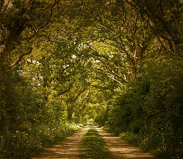 verde, albero, blu, cieli, giorno, albero verde, cieli blu, foresta, alberi, sentiero nel bosco, umore, mistico, Magia, idillio, natura, atmosferico, paesaggio, atmosfera, fiabe, sentiero, all'aperto, strada, bosco, colore verde, Paesaggi, foglia, nessuno, scena rurale, strada a corsia unica, strada sterrata, bellezza nella natura, estate, scena non urbana, pianta, la strada davanti, direzione, la tranquillità, terra, crescita, fogliame, prospettiva decrescente, fogliame lussureggiante, scena tranquilla, scenics - natura, baldacchino di albero, treelined, 4K, CC0, dominio pubblico, privo di copyright