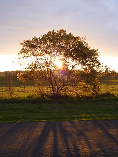 træ, solnedgang, lys, filter, filtrering, sollys, solopgang, gård, paddock, hegn, plante, himmel, skønhed i naturen, ro, natur, scenics - natur, skygge, landskab, rolig scene, Mark, ingen mennesker, vækst, miljø, jord, sol, græs, ikke-urbane scene, linseflare, udendørs, 4K, CC0, offentligt domæne, royaltyfrie