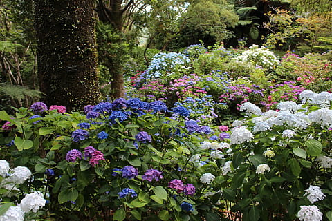 sortfarvede blomsterblomster, blade, træstamme, hortensia, skovbund, blomster, Skov, blomstre, forår, natur, etage, vild, flor, træer, naturskøn, levende, farverig, frisk, farve, plante, blå, hvide blomster, lyserød, lilla, blomst, udendørs, dag, grøn farve, blomstrende plante, vækst, skønhed i naturen, træ, friskhed, ingen mennesker, sårbarhed, skrøbelighed, jord, ro, parkere, park - mand skabt plads, botanik, blomsterhoved, 1080P, CC0, offentligt domæne, royaltyfrie