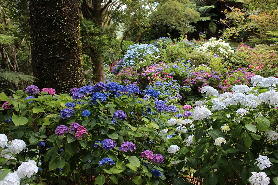 sortfarvede blomsterblomster, blade, træstamme, hortensia, skovbund, blomster, Skov, blomstre, forår, natur, etage, vild, flor, træer, naturskøn, levende, farverig, frisk, farve, plante, blå, hvide blomster, lyserød, lilla, blomst, udendørs, dag, grøn farve, blomstrende plante, vækst, skønhed i naturen, træ, friskhed, ingen mennesker, sårbarhed, skrøbelighed, jord, ro, parkere, park - mand skabt plads, botanik, blomsterhoved, 1080P