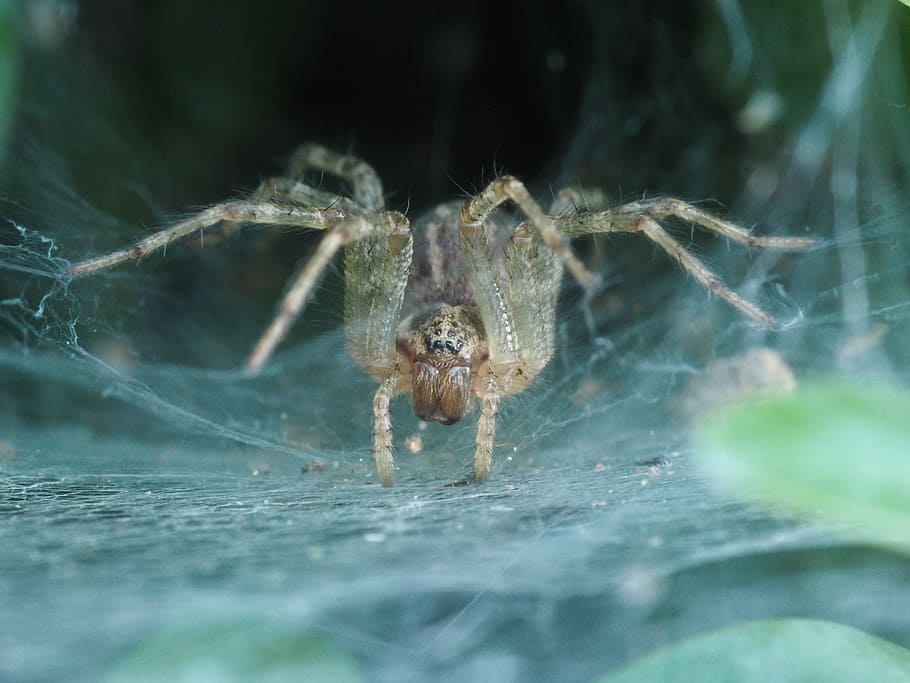 aranya, natura de terror, insecte, xarxa, teranyina, animal, tancar, teranyines, Halloween, místic, malson, aracnofobia, filigrana, temes d'animals, invertebrat, fauna animal, animals a la natura, un animal, aràcnids, artròpode, primer pla, enfocament selectiu, naturalesa, fragilitat, cap gent, zoologia, dia, part del cos dels animals, a l'aire lliure, cames d’animal, 4K