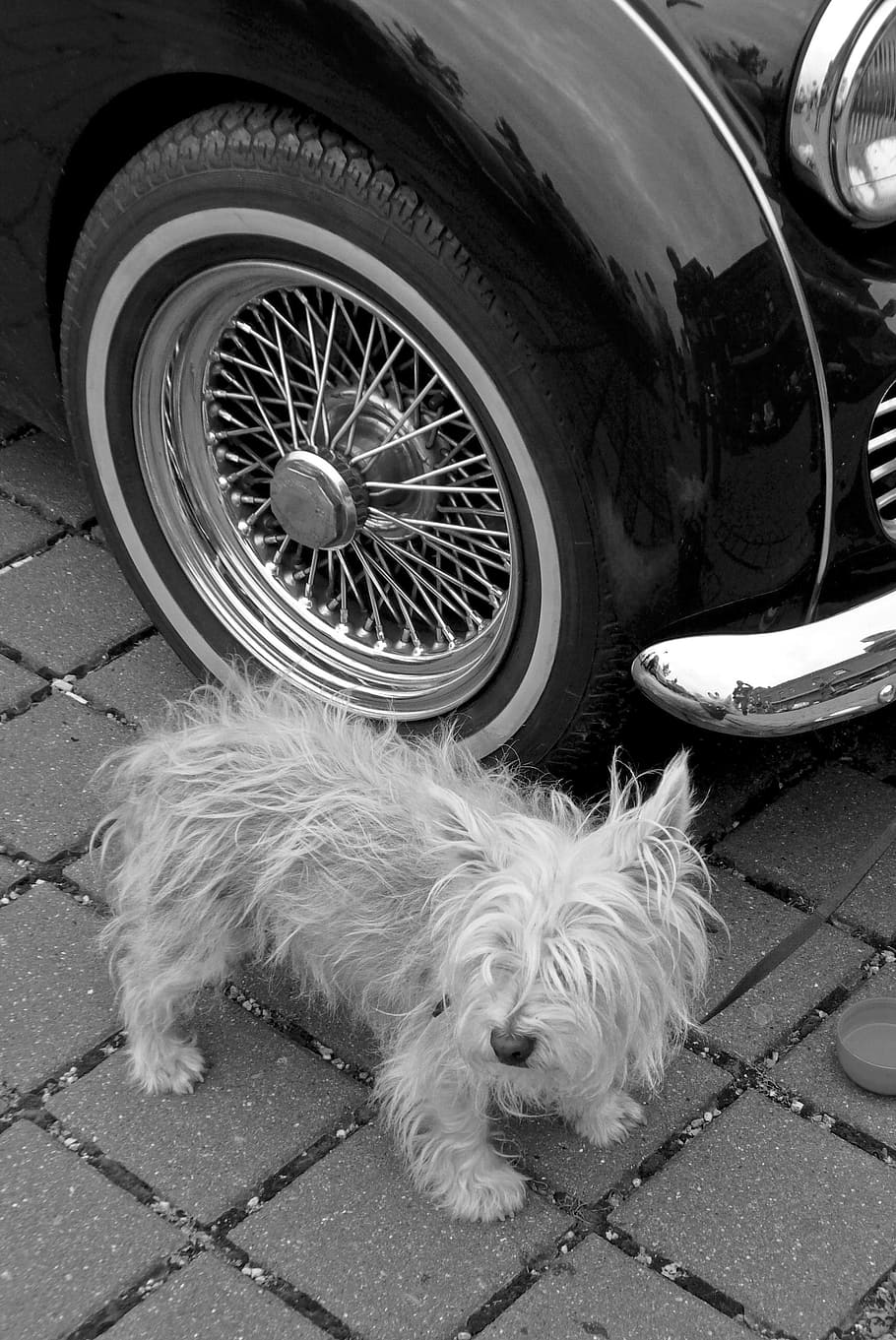 vagthund, oldtimer, vagt, lille, hund, kæledyr, alene, vente, mærkelig, hundehvalp, sort og hvid, et dyr, indenlandske, dyre temaer, dyr, pattedyr, husdyr, bil, transportmidler, motor køretøj, hunde, hvirveldyr, transportform, land køretøj, dag, gade, hjul, dæk, høj vinkel visning, 2K