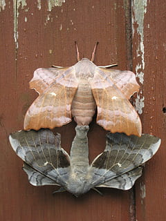 falene, accoppiamento, combina, collegato, paio, farfalla, lepidotteri, insetto, legno - materiale, nessuno, cibo, mangiare sano, avvicinamento, in casa, animale, temi animali, fauna selvatica, giorno, tavolo, un animale, cibo e bevande, animali allo stato selvatico, sospeso, vertebrato, rettile, parte del corpo animale, direttamente sopra, tartaruga, 2K, CC0, dominio pubblico, privo di copyright