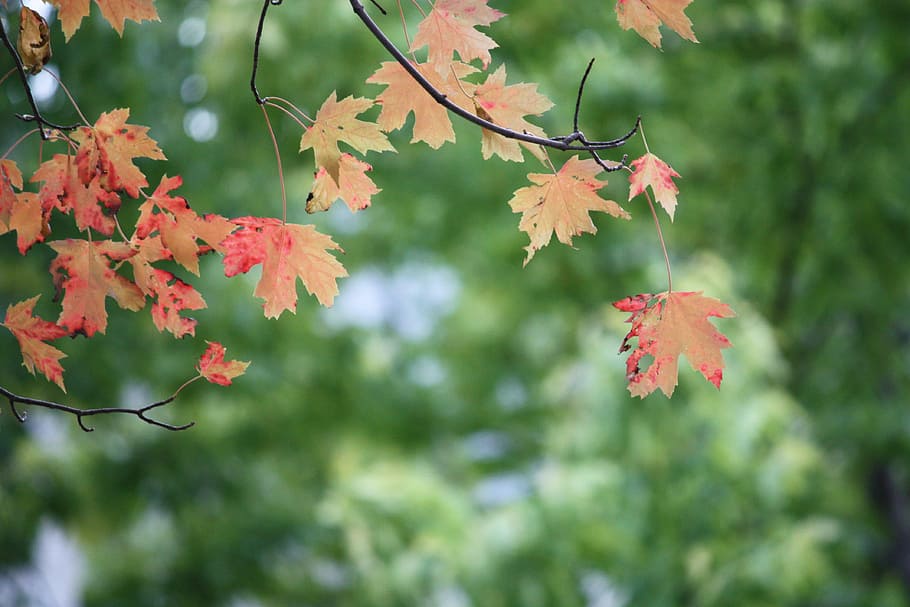 Blätter, Baum, rot, Ahorn, Ast, Geäst, Bäume, Wald, Natur, Herbst, fallen, September, Oktober, Laub, Jahreszeit, saisonal, Umgebung, Wachstum, herbstlich, Pflanze, Pflanzenteil, Blatt, Veränderung, Schönheit in der Natur, Ahornblatt, Fokus auf den Vordergrund, Nahansicht, Ahornbaum, Tag, keine Leute, draußen, orange Farbe, Ruhe, natürlicher Zustand, 4K