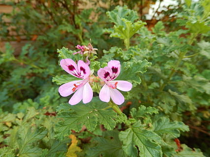 geranium, floare, roz, planta cu flori, plantă, culoarea roz, frumusețe în natură, prospeţime, creştere, fragilitate, vulnerabilitate, a închide, petală, inflorescenţă, cap de floare, parte a plantelor, frunze, Culoarea verde, natură, să se concentreze asupra primelor elemente, nici o persoana, zi, în aer liber, polen, 4K, CC0, domeniu public, fără drepturi de autor