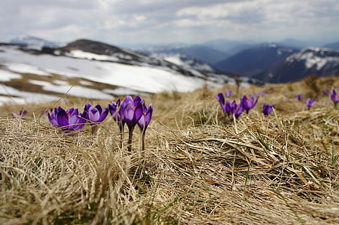 lila, Blütenblatt Blume, Gletscherberg, tagsüber, Blume, Gletscher, Berg, Natur, Landschaft, Sommer-, draußen, Wiese, Feld, Schönheit in der Natur, ländliche Szene, Himmel, Pflanze, Frühling, szenen, Blau, Wildblume, Krokus, Gras, keine Leute, wolke - himmel, blühen, Blütenblatt, blühende Pflanze, Verletzlichkeit, Zerbrechlichkeit, Frische, Land, Wachstum, Tag, Ruhe, Iris, Szenen - Natur, Nahansicht, Blütenkopf, 4K, CC0, gemeinfrei, lizenzfrei