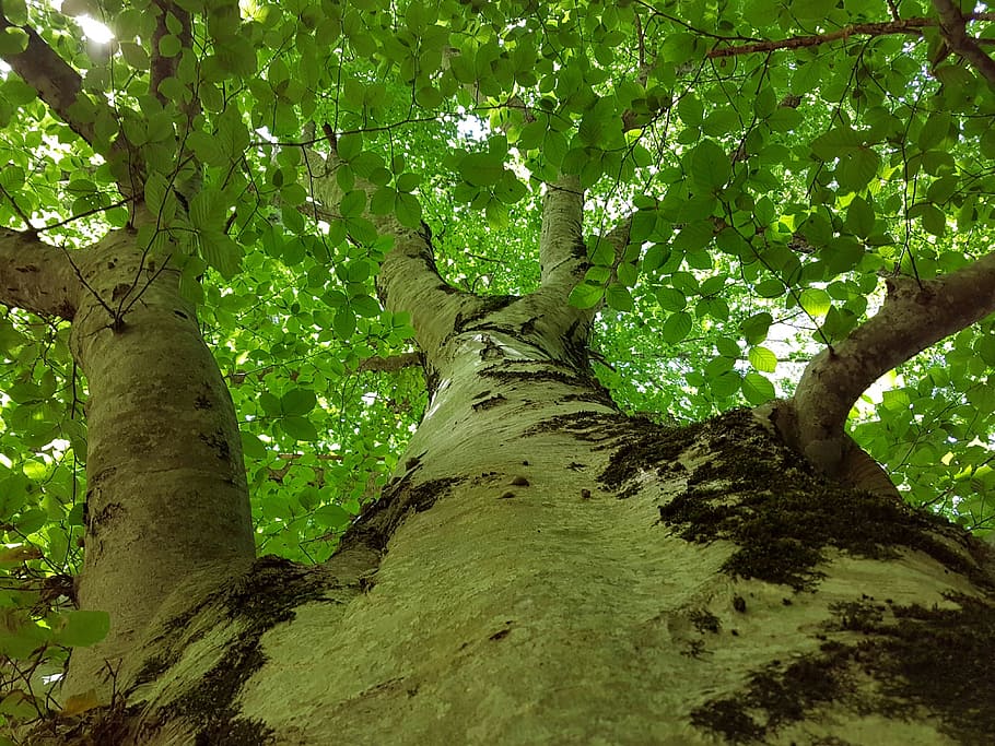 natura, albero, secolare, foresta, legna, pianta, cielo, autunno, Italia, meditazione, cuore, verde, giardino, amore, le foglie, foglia, Prato, vita, fortuna, albero da frutto verde, foglia di vite, colore, colore verde, fogliame lussureggiante, tronco d'albero, crescita, tronco, Inquadratura dal basso, terra, la tranquillità, nessuno, ramo, giorno, bellezza nella natura, all'aperto, parte vegetale, fogliame, direttamente sotto, baldacchino di albero, 4K