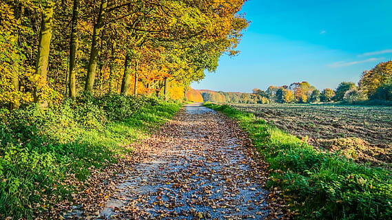 dirt road, beside, tall, trees, blue, sky, autumn, sunset, path, landscape, sunlight, foliage, park, nature, golden, orange, september, leaves, plant, tree, beauty in nature, land, scenics - nature, tranquility, tranquil scene, the way forward, no people, direction, day, growth, change, non-urban scene, forest, footpath, diminishing perspective, outdoors, woodland, 2K, CC0, public domain, royalty free