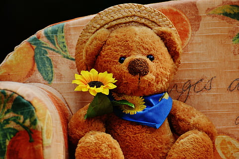 Marrone, orso, felpa, giocattolo, poltrona, divano, orsi, dolce, carina, orsacchiotto, divertente, accogliente, rilassarsi, giocattoli, bambini, giocare, orsacchiotto di peluche, regalo, infanzia, pupazzo di pezza, rappresentazione animale, fiore, rappresentazione, pianta fiorita, avvicinamento, in casa, nessuno, freschezza, pianta, tessile, natura, arte e artigianato, animale giocattolo, natura morta, morbidezza, testa di fiore, 5K, CC0, dominio pubblico, privo di copyright