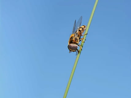 dėžutė pakimba, hoverfly, skristi, mėlyna, dangus, gyvūnų temos, gyvūnas, gyvūnų gyvūnija, vienas gyvūnas, bestuburiai, švarus dangus, pobūdį, gyvūnams, kopijavimo vietos, dieną, vabzdys, žemas kampo vaizdas, nėra žmonių, Iš arti, drakonas, lauke, augalų, saulės šviesa, 1080P, CC0, Viešasis domenas, nemokamai