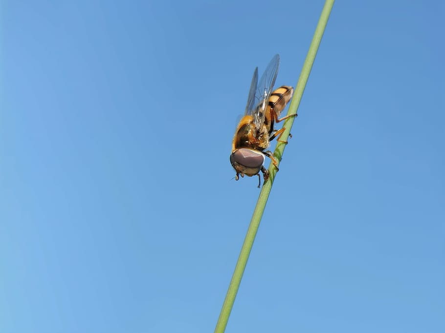 volar sobre la caixa, hoverfly, volar, blau, cel, temes d'animals, animal, fauna animal, un animal, invertebrat, cel clar, naturalesa, animals a la natura, còpia espai, dia, insecte, vista d’angle baix, cap gent, primer pla, libèl·lula, a l'aire lliure, planta, llum solar, 1080P