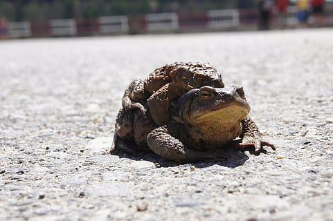 kodok, katak, Rumania, pasangan, hewan, reptil, alam, margasatwa, amfibi, satu binatang, tema binatang, hari, binatang di alam liar, satwa liar hewan, tidak ada orang, merapatkan, bertulang belakang, penyu, tanah, sinar matahari, fokus pada latar depan, kulit, fokus selektif, kota, di luar rumah, kulit binatang, laut, iguana, 4K, CC0, domain publik, bebas royalti