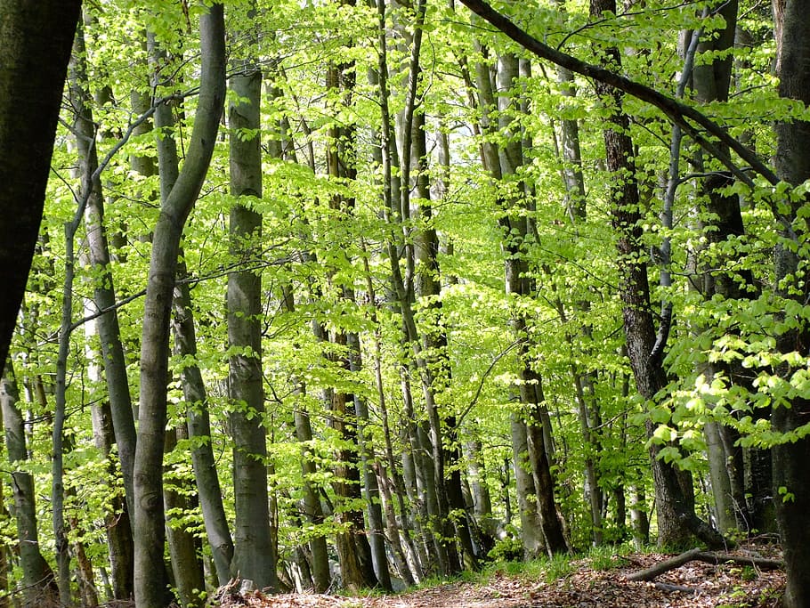alberi a foglia verde, foresta, primavera, verde, natura, paesaggio, albero, fresco, pianta, crescita, colore verde, terra, bellezza nella natura, la tranquillità, scena tranquilla, tronco d'albero, tronco, nessuno, scenics - natura, scena non urbana, fogliame lussureggiante, giorno, bosco, fogliame, a distanza, bambù - pianta, foresta pluviale, 2K