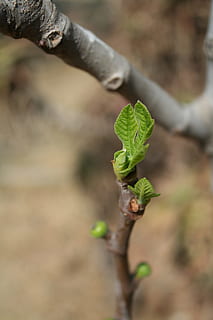 albero di fichi, foglia in crescita, primavera, macro, fresco, frutta, petalo, fioritura, verde, Marrone, natura, foglia, parte vegetale, pianta, crescita, avvicinamento, colore verde, giorno, concentrarsi sulle conoscenze acquisite, messa a fuoco selettiva, nessuno, all'aperto, bellezza nella natura, ramo, fauna selvatica, animali allo stato selvatico, albero, inizi, luce del sole, un animale, 2K, CC0, dominio pubblico, privo di copyright